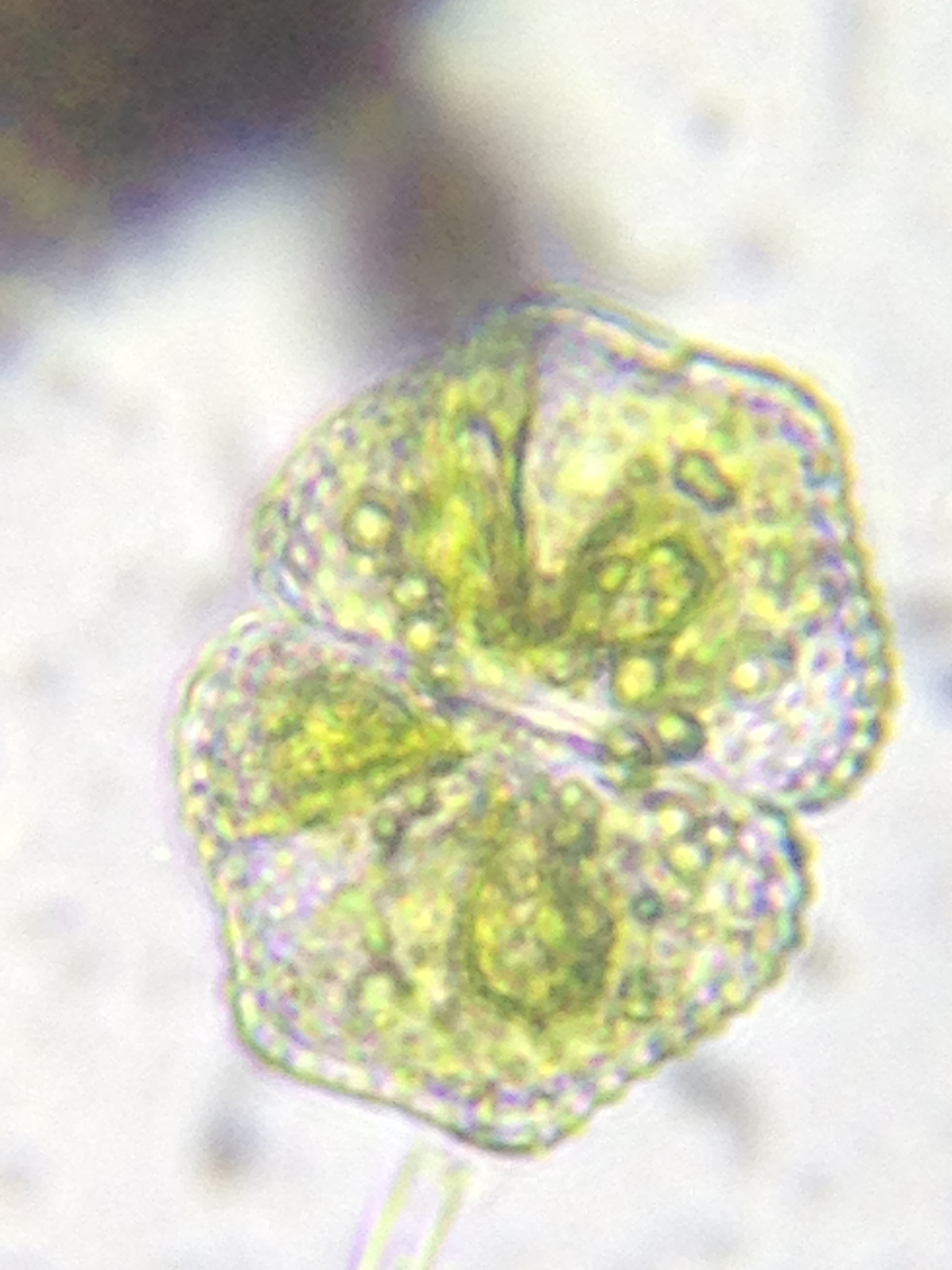 Cosmarium sportella