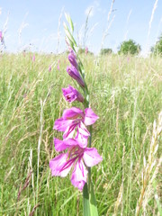 Gladiolus imbricatus