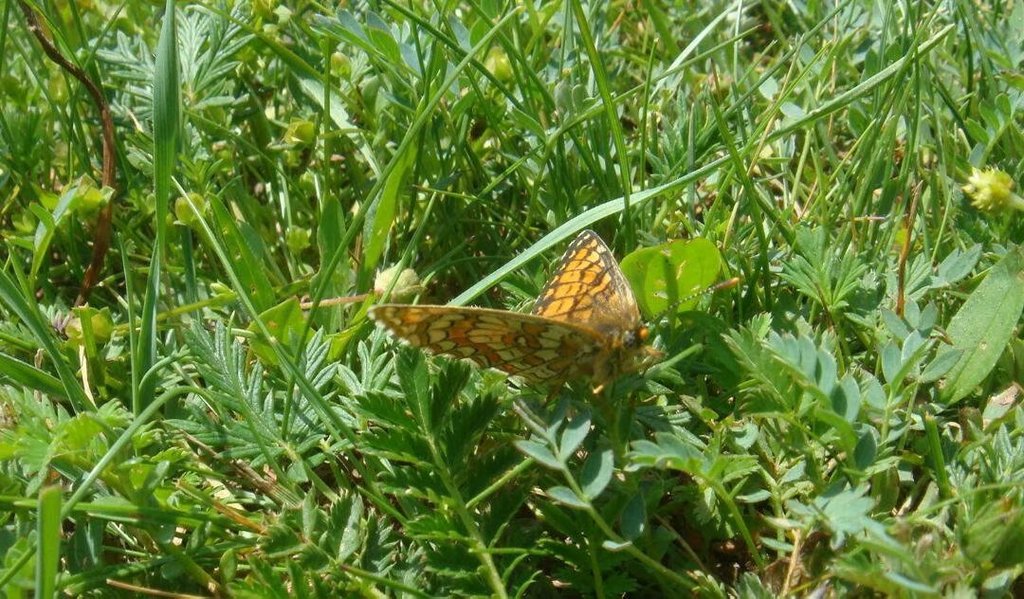 Melitaea bellona