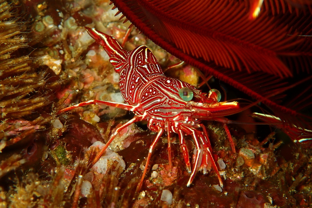 Photo of Durban dancer shrimp (Rhynchocinetes durbanensis)