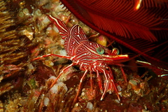 Rhynchocinetes durbanensis