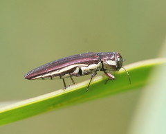 Agrilus hypoleucus