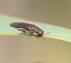 Agrilus hypoleucus