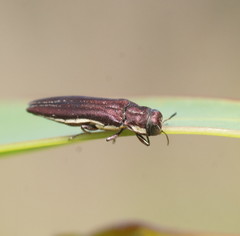 Agrilus hypoleucus