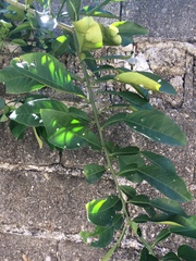 Citrus maxima