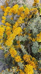 Dufourea flammea