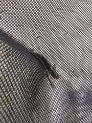 Gobiomorphus huttoni