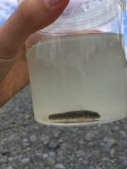 Gobiomorphus huttoni