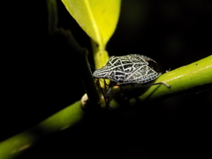Cappaea taprobanensis