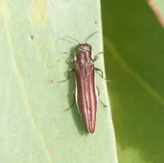 Agrilus hypoleucus