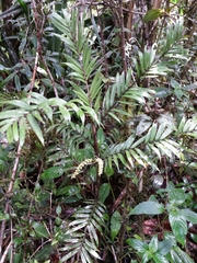 Dypsis concinna