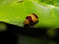 Monolepta bifasciata