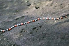 Micrurus dissoleucus dissoleucus