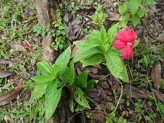 Ruellia rosea