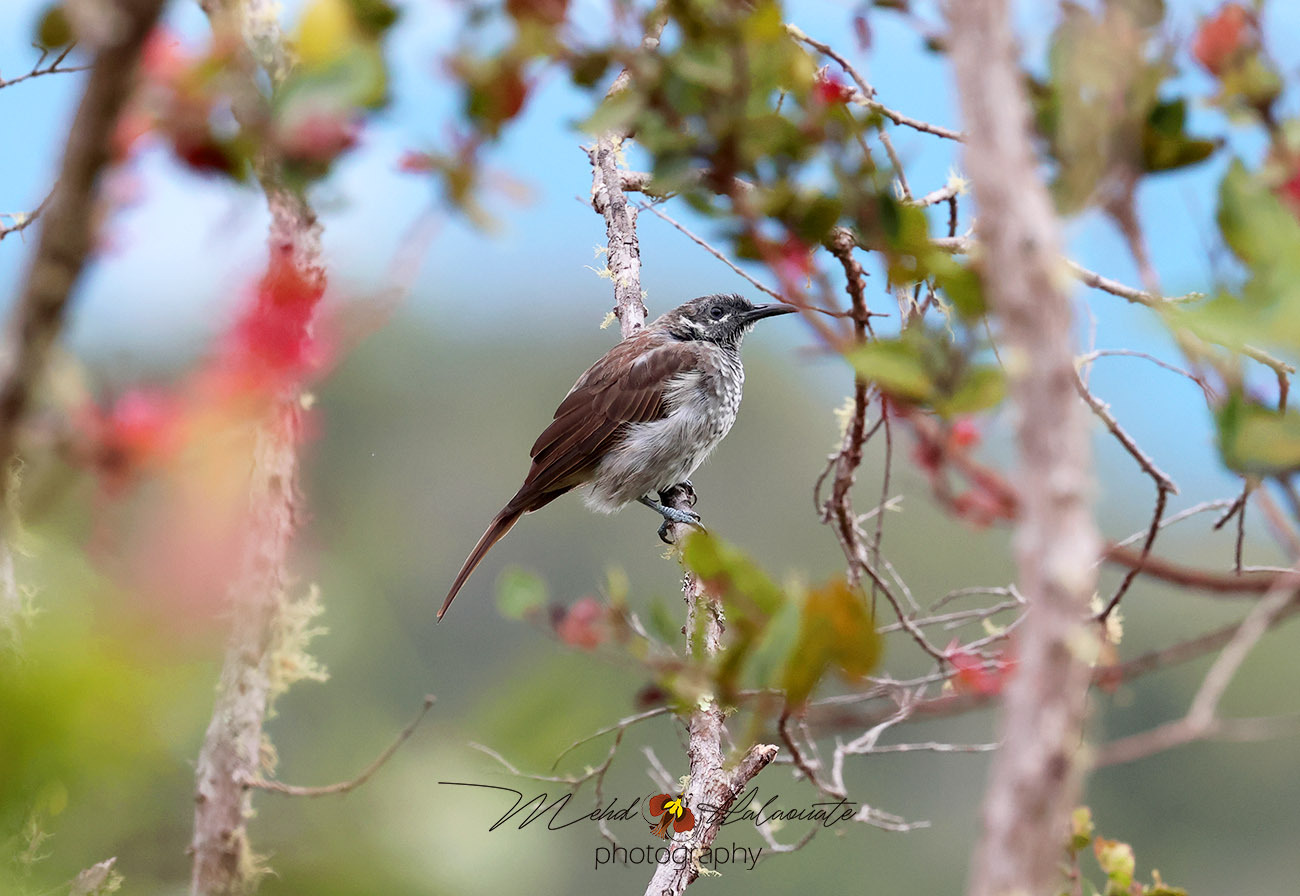 Marbled Honeyeater illustration