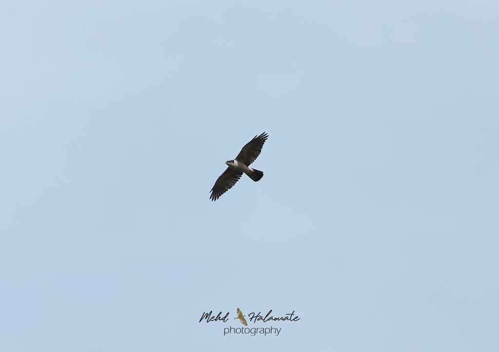 Meyer's Goshawk photo