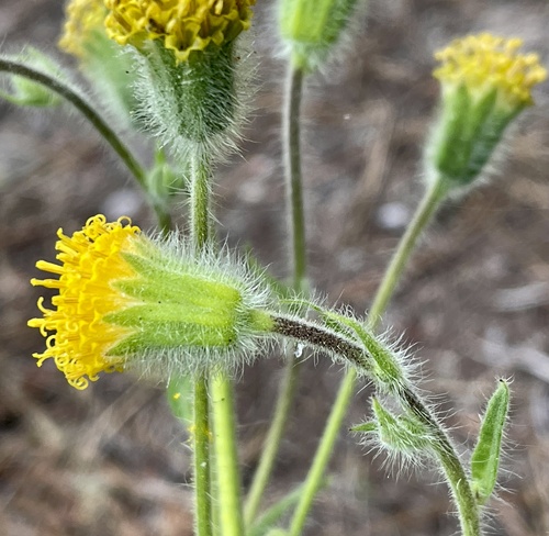 Rayless arnica (Arnica discoidea)