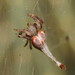 Scorpion-tailed Spider - Photo (c) Reiner Richter, some rights reserved (CC BY-NC-SA), uploaded by Reiner Richter