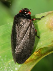Prosapia ignipectus