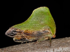Telamona excelsa
