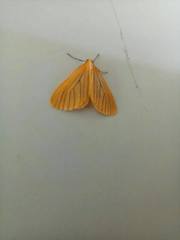 Eubaphe