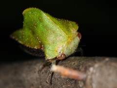 Telamona excelsa