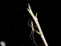 Tetragnatha