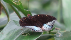 Lexias pardalis dirteana