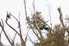 Platycercus icterotis