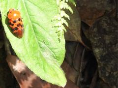 Cosmoscarta dorsimacula