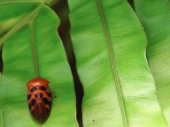 Cosmoscarta dorsimacula