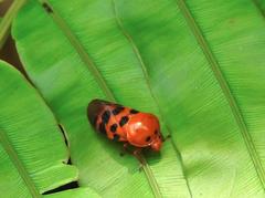 Cosmoscarta dorsimacula