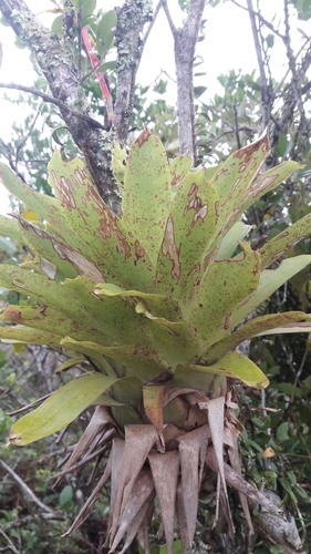 Vriesea friburgensis