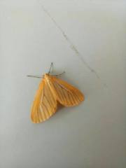 Eubaphe