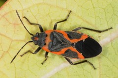 Lygaeus kalmii angustomarginatus