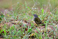 Arremonops chloronotus