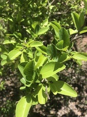 Margaritaria discoidea nitida