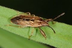 Oedancala dorsalis