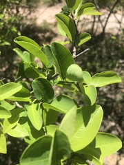 Margaritaria discoidea nitida