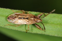 Oedancala dorsalis