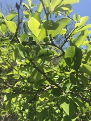 Margaritaria discoidea nitida