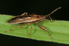 Oedancala dorsalis