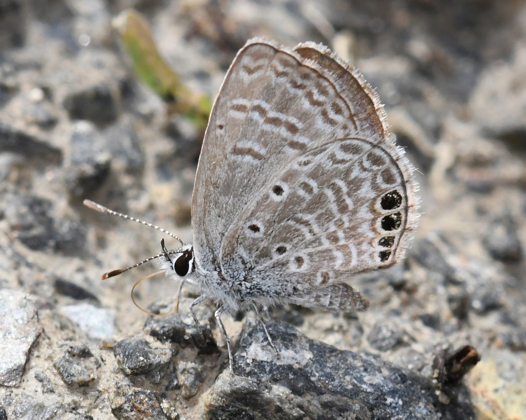 Hemiargus ramon