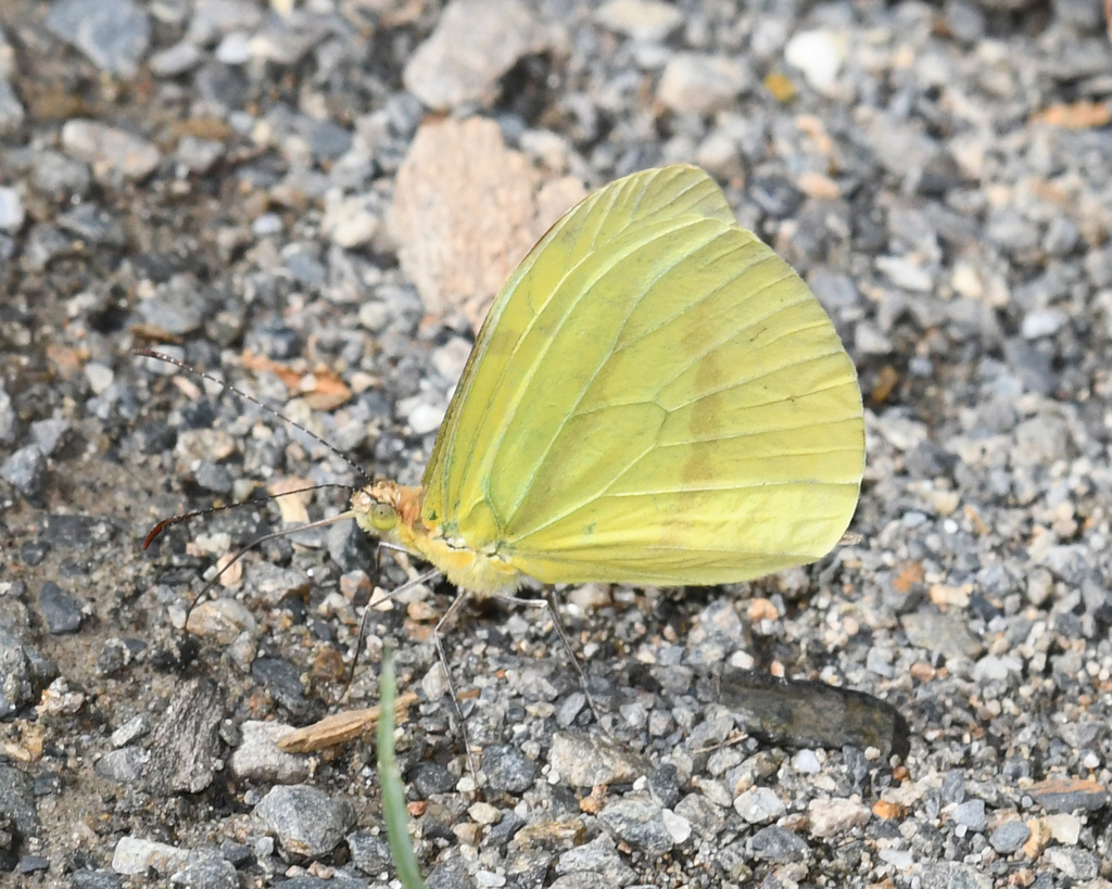 Enantia citrinella