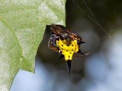 Gasteracanthinae