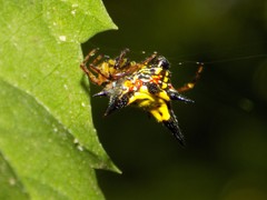 Gasteracanthinae