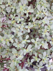 Portulaca oleracea
