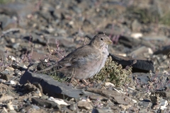 Bucanetes mongolicus