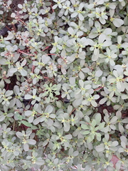 Portulaca oleracea