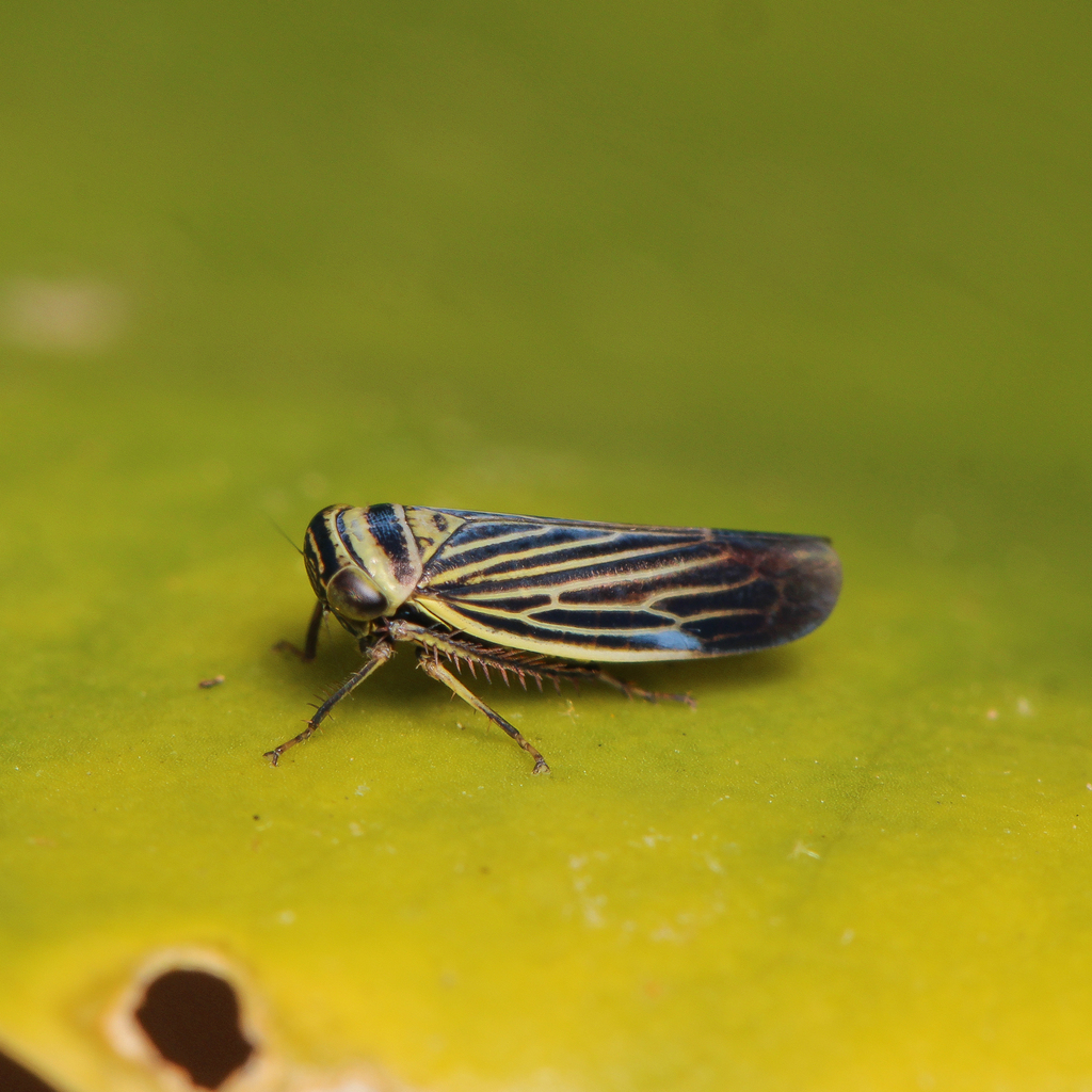 Limotettix nigrax
